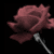 :iconthecurseofanna: