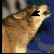 :iconthedapwolf: