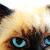 :iconthedarkneko: