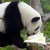 :iconthedeviantpanda: