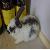 :iconthedog9:
