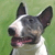 :iconthedogkat: