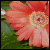 :iconthedoveofpeace: