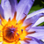 :iconthedragonchild:
