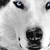 :iconthedreamingwolf: