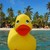 :icontheduckstory: