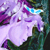 :icontheeicefaerie: