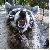 :icontheevilraccon: