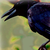 :iconthefadinghourglass: