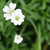 Thefireflies :iconthefireflies: