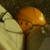 :iconthefishtank:
