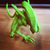 :icontheflippy59: