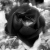 :icontheflowerofwinter: