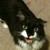 :icontheforest: