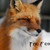 :iconthefoxdk: