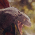 :iconthefoxflame: