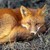 :iconthefoxm:
