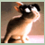 :iconthefreckledrabbit: