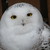 :iconthefroggyadopts: