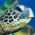 :iconthefuckingseaturtle: