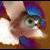 :iconthefungusyone: