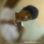 :iconthefurioso860:
