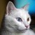 :iconthegismo: