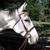 :iconthegrayhorse: