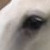 :iconthegraypony: