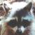 :iconthegreatzarquon: