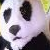 :iconthegreen2012: