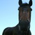 :iconthegreenhorse:
