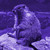 :iconthehallowedmarmot: