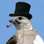 :iconthehawkmauler: