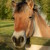 :iconthehorseshoegirl: