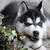 :iconthehungryhusky: