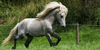 :icontheicelandichorse:
