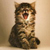 :icontheimagerie: