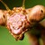 :icontheinsecthead: