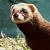 :icontheiratepolecat: