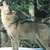 :iconthekeeperofthewolves: