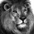 :iconthekinglion95: