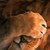 :iconthelion71: