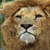 :iconthelionandhispetmonk: