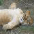 :iconthelioness: