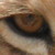 :iconthelioness24: