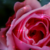 :iconthelittlecuteartist: