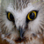 :iconthelittleowl: