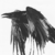 :iconthemadrabbits: