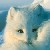 :iconthemanicfox: